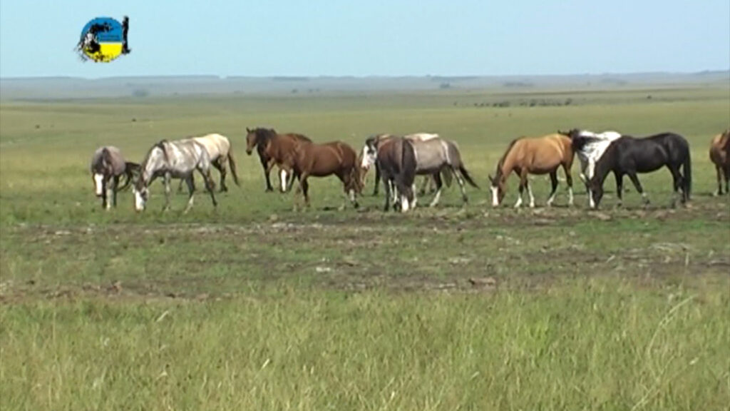 IMAGEN DE CABALLOS EN EL CAMPO, PRECIO DEL EQUINO COTIZÓ A $43.70 EL KILO 