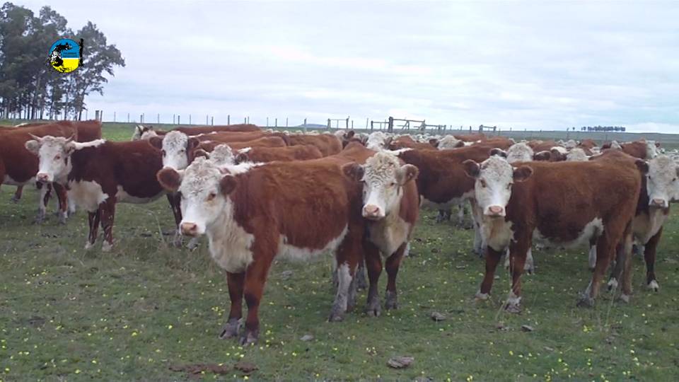 IMAGEN DE VAQUILLONAS EN EL CAMPO, MERCADO GANADERO AJUSTA A LA BAJA 
