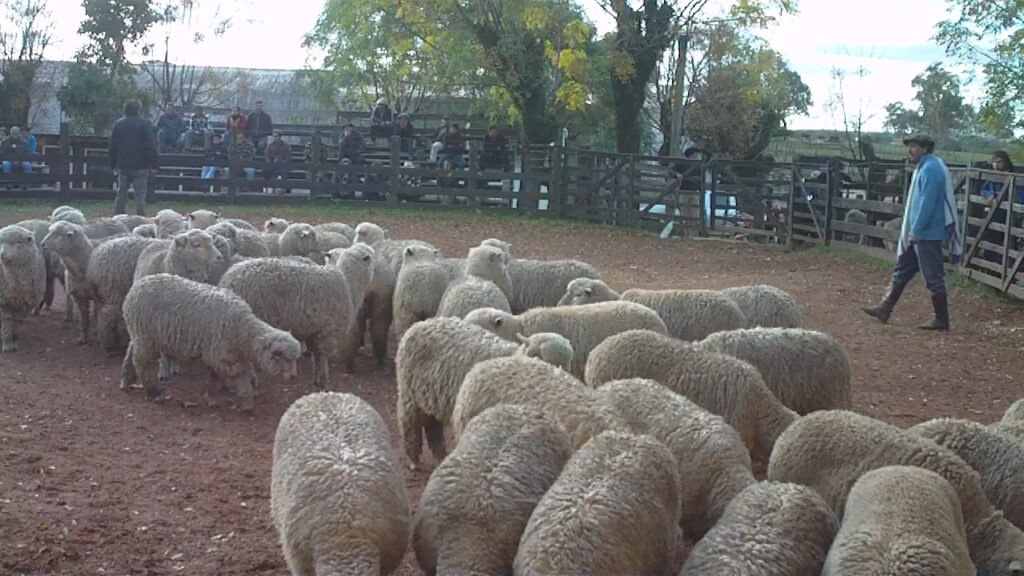 imagen de lanares en pista del remate en la rural con buena demanda 