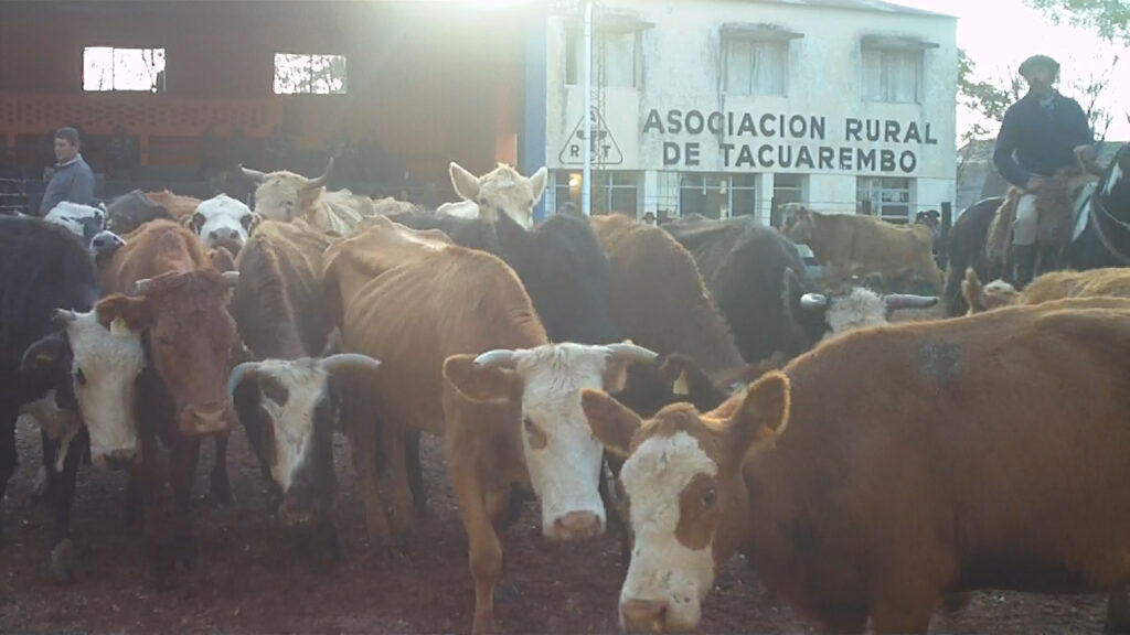 imagen de vacas en la pista de la rural de tacuarembó 