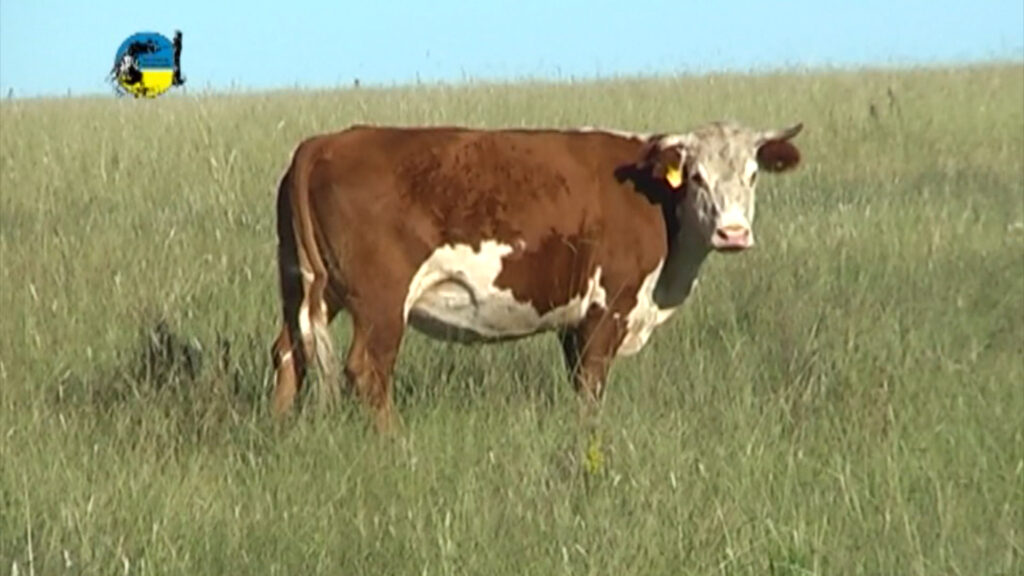 IMAGEN DE VACA EN EL CAMPO, HACIENDAS GORDAS CON UNA BAJA DE 3 CENTAVOS