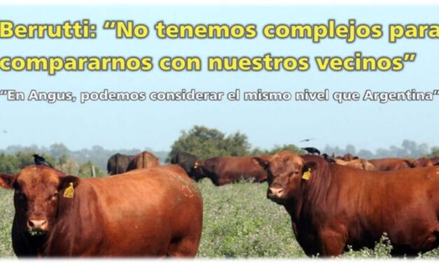 Palenque: «Angus el mismo nivel que Argentina»