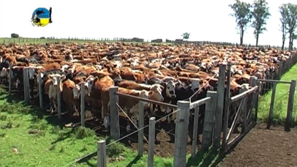 imagen de ganado encerrado en un corral, novillo mercosur: uruguay cotizó al alza