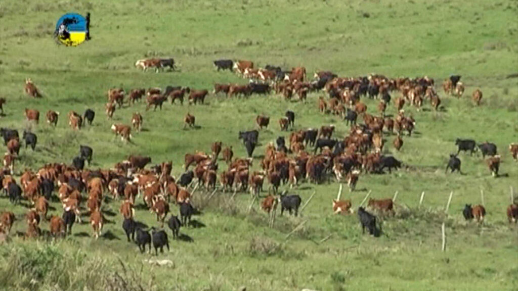 IMAGEN DE GANADO VACUNO EN EL CAMPO, NUEVA BAJA GENERALIZADA DEL NOVILLO MERCOSUR 