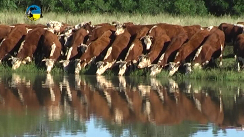 imagen de ganado tomando agua en un tajamar. gerardo zambrano: "las inversiones están muy firmes"