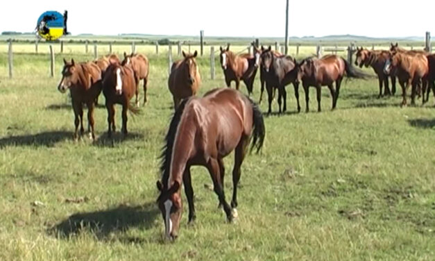 El precio del equino en junio fue de $45.82