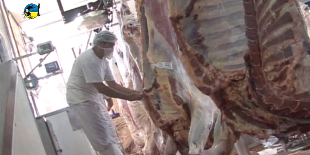 Faena Bovina fue de 29.829 cabezas