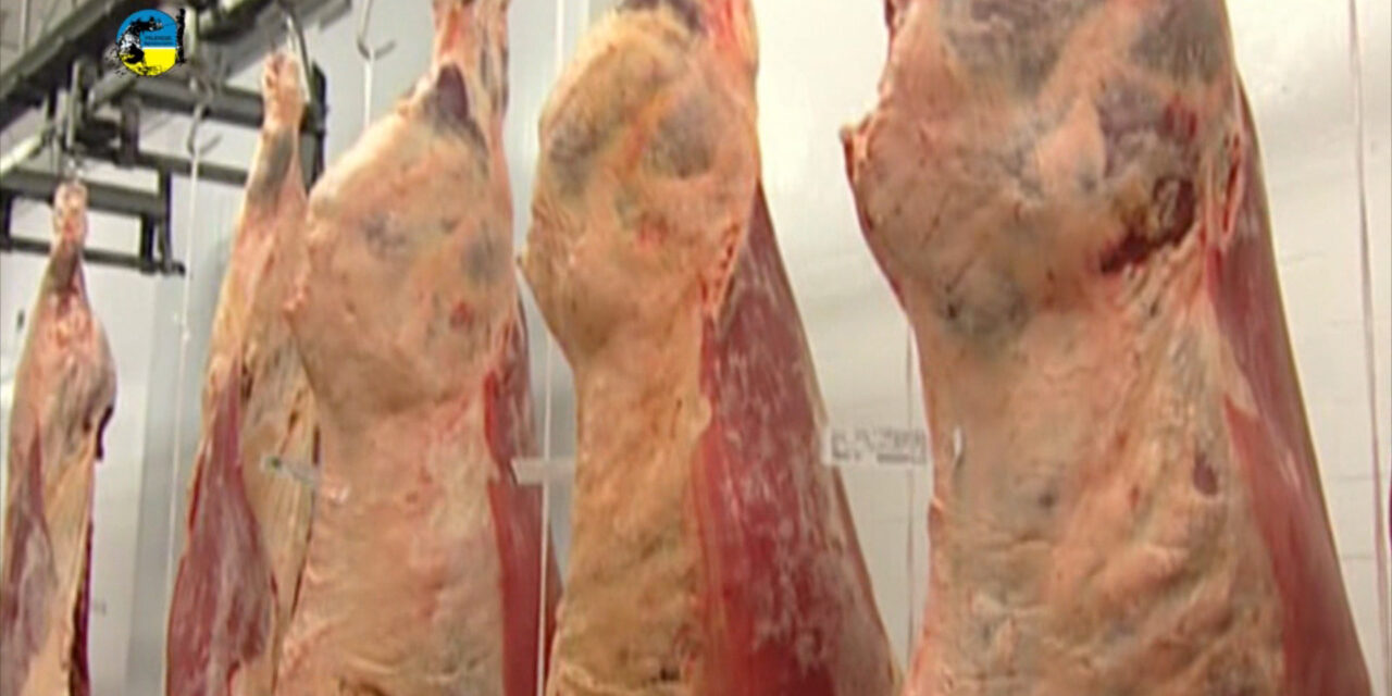Faena Bovina fue 9% inferior