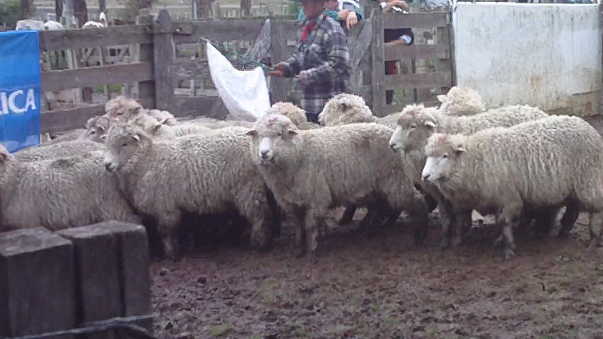 imagen de lanares en la pista de curtina: mercado ágil y ventas totales 