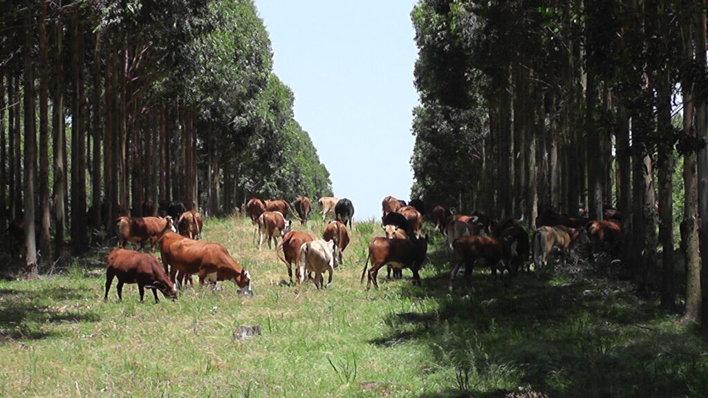 IMAGEN DE GANADO EN FORESTACIÓN, NOVILLO MERCOSUR: NUEVAS BAJAS EN LA REGIÓN