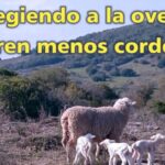 Palenque Rural: protegiendo a la oveja