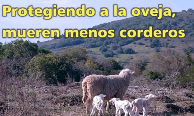 Palenque Rural: protegiendo a la oveja