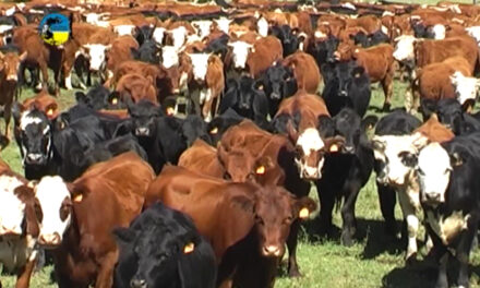 Novillo Mercosur: sólo Paraguay evadió las bajas