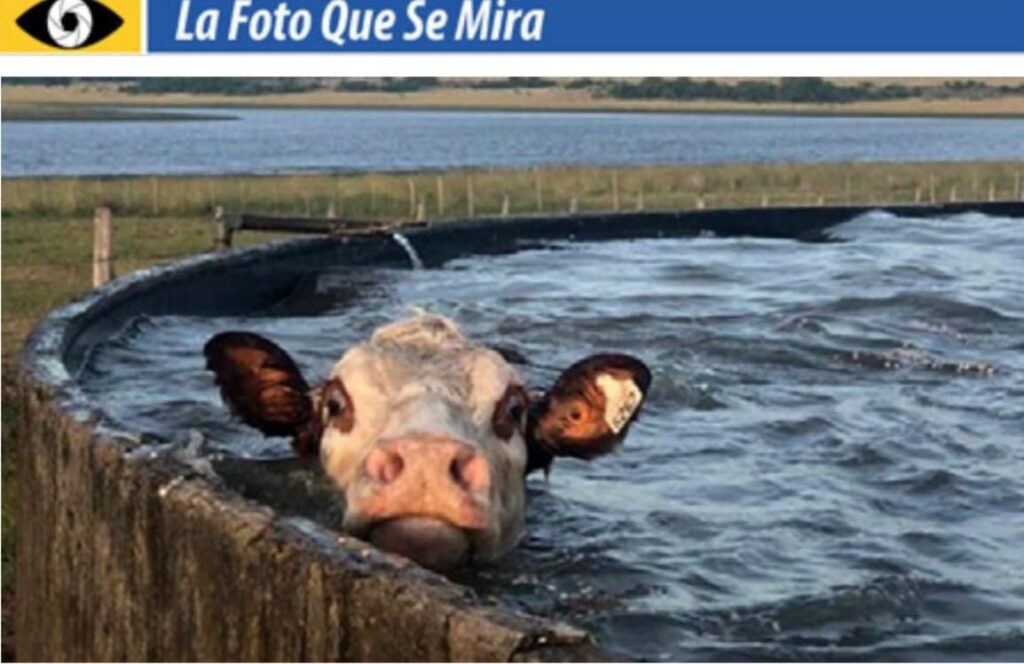 imagen de la foto que se mira, vaca adentro de un tanque australiano