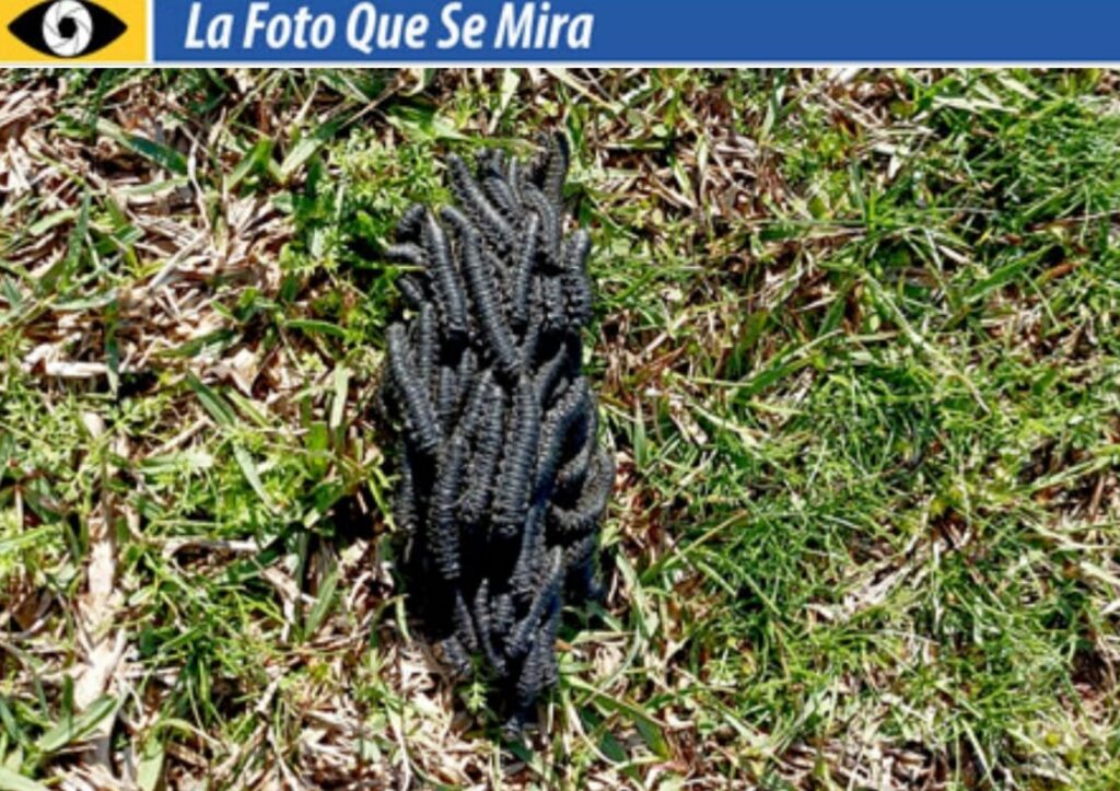 LA FOTO QUE SE MIRA, GUSANOS DE TROYA 