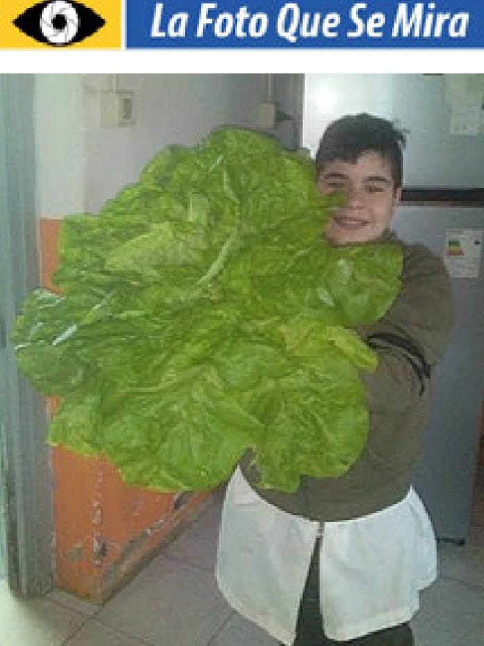 IMAGEN DE LA FOTO QUE SE MIRA, NIÑO CON UNA LECHUGA DE 60 CM DE DIÁMETRO