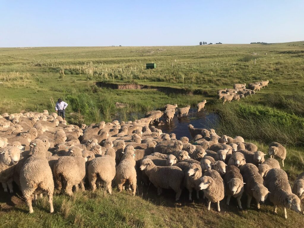 IMAGEN DE LANARES EN EL CAMPO