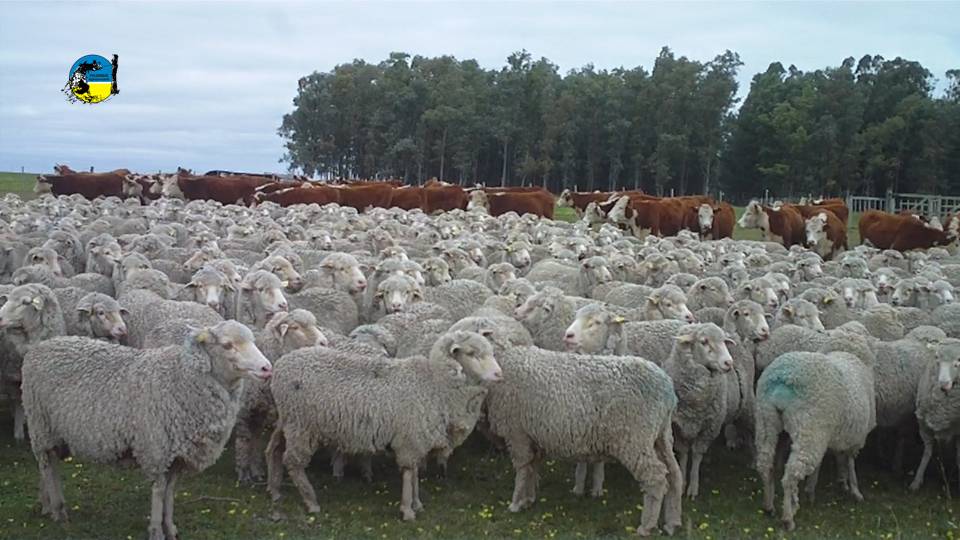 imagen de lanares y vacunos en el campo