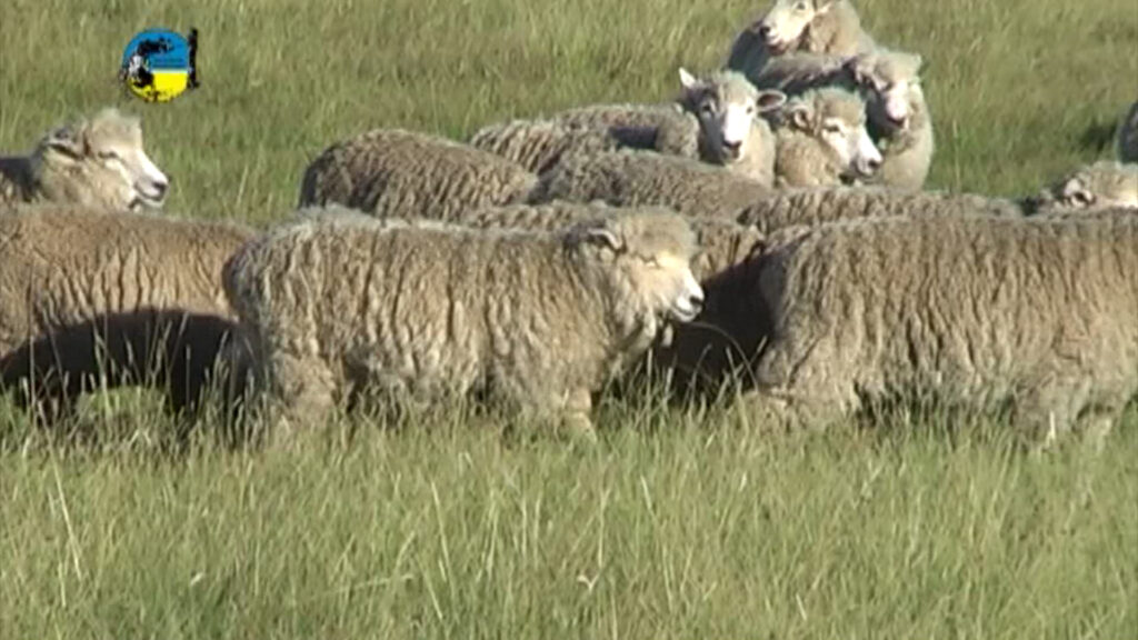imagen de lanares en el campo 