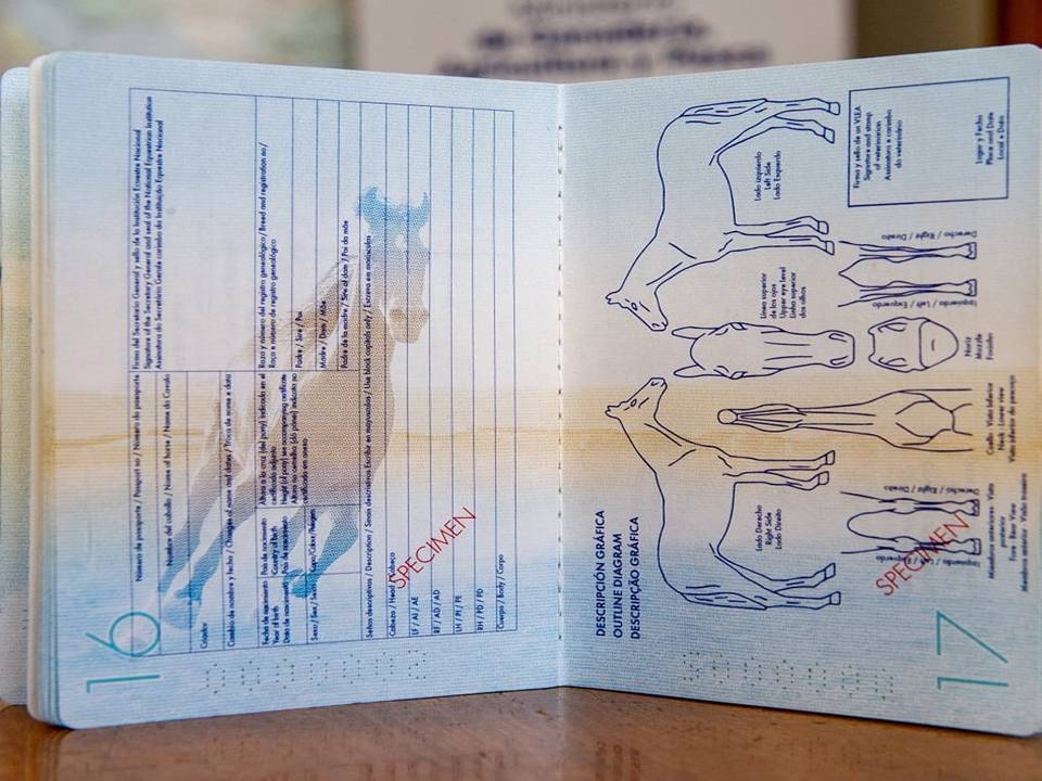 imagen del nuevo pasaporte único para caballos 