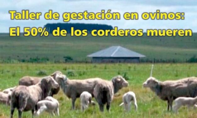 Palenque Rural: gestación en ovinos