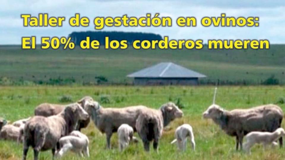 Palenque Rural: gestación en ovinos