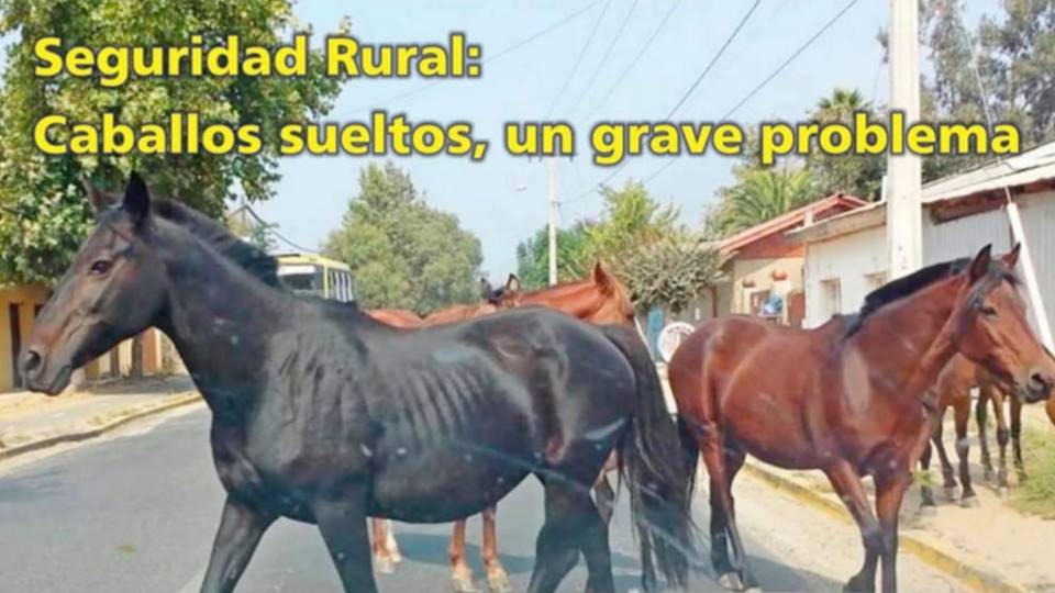 Palenque Rural: Seguridad Rural