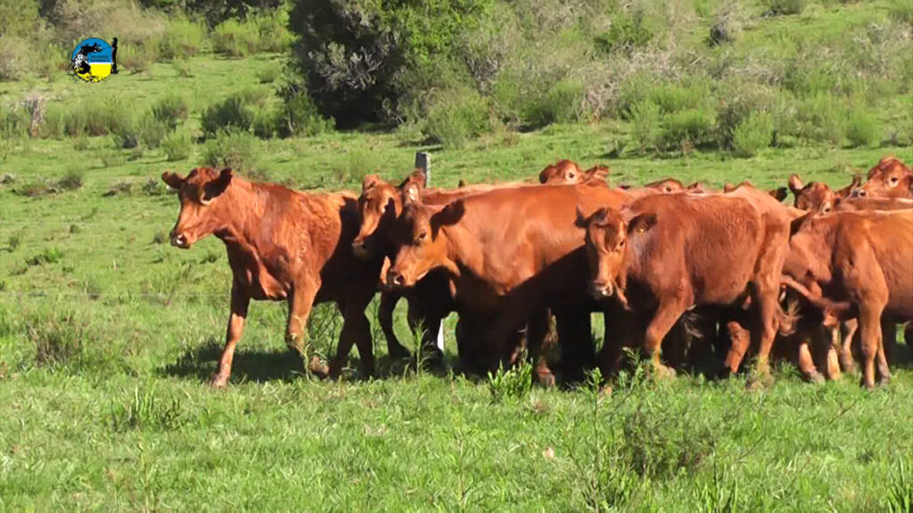 imagen de ganado en el campo, mercado ganadero firme a pesar de los pesares 