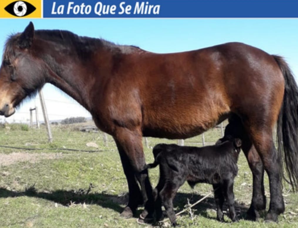 imagen de la foto que se mira, ternera mamando en una yegua
