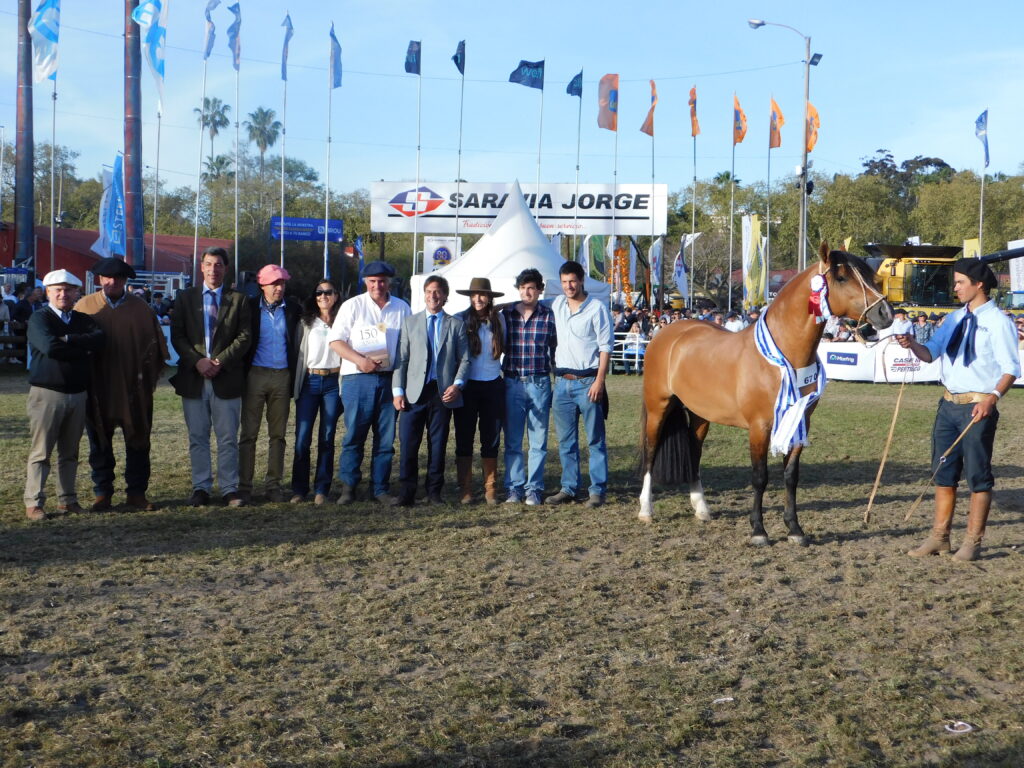 imagen de la premiación al gran campeón macho de la raza criolla, el chiripá ganó en la raza criollos 