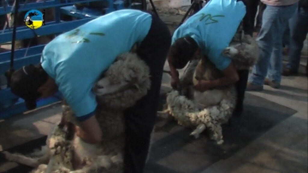 imagen de esquila, mercado local: negocios de lana merino