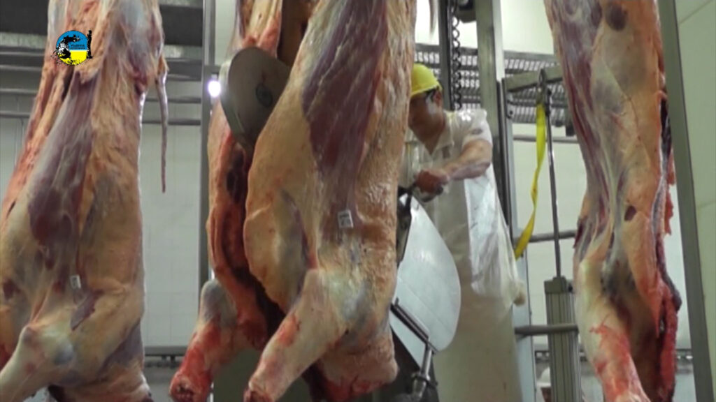 imagen de faena bovina fue 12% mayor