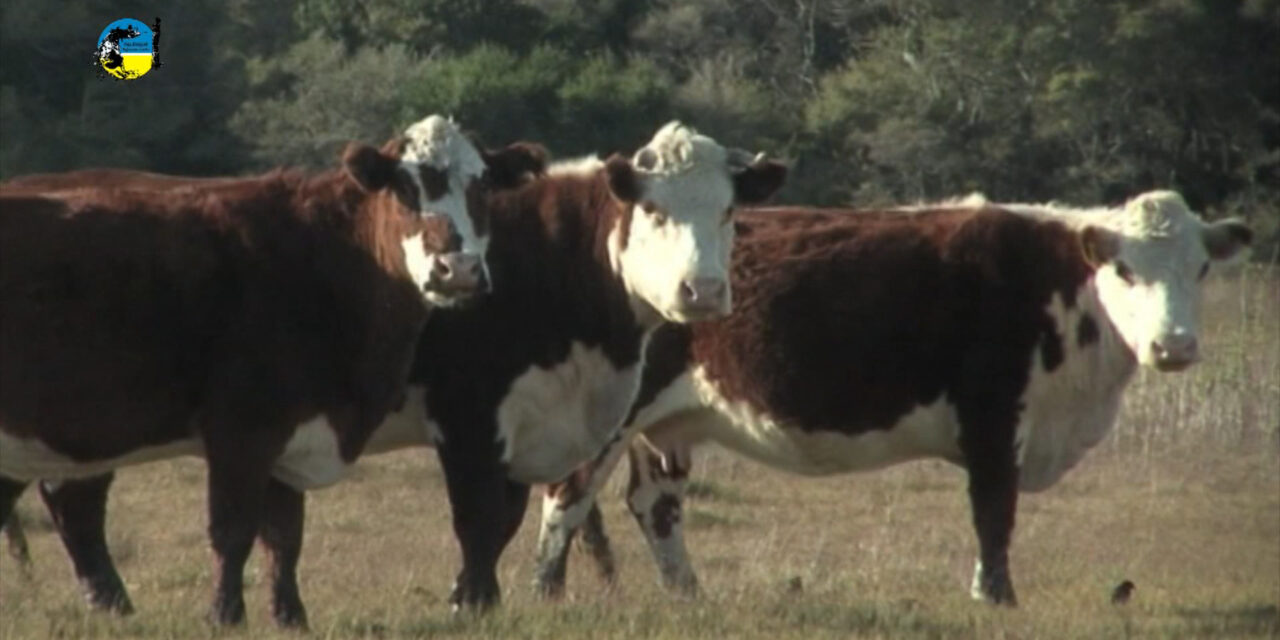 Haciendas gordas continúan en baja