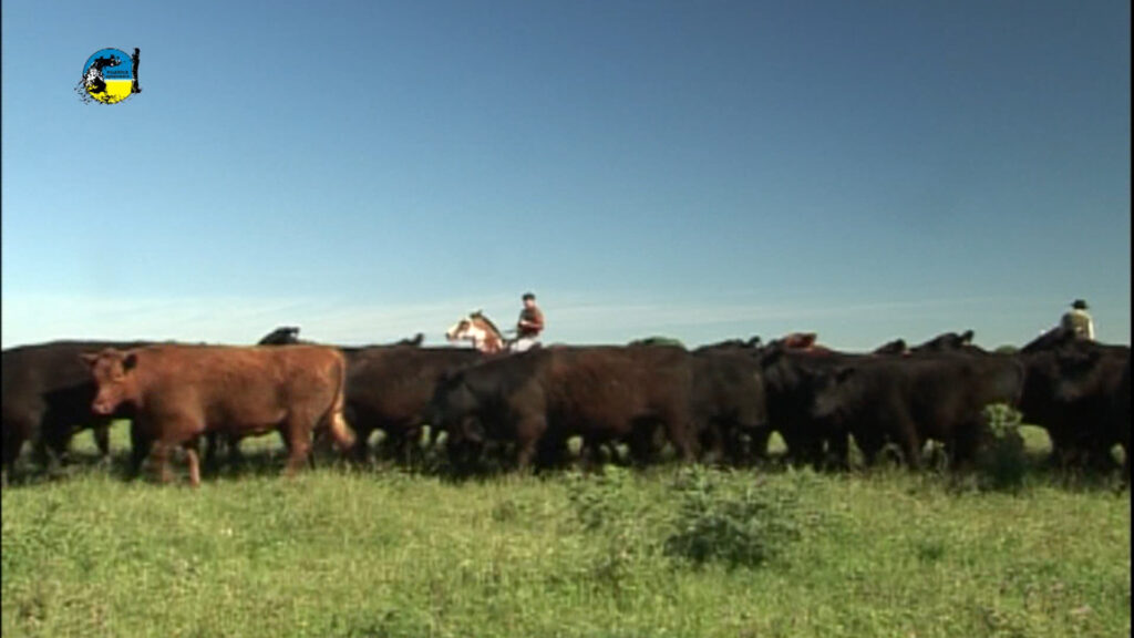 imagen de ganado en el campo, novillo mercosur: pequeños ajustes