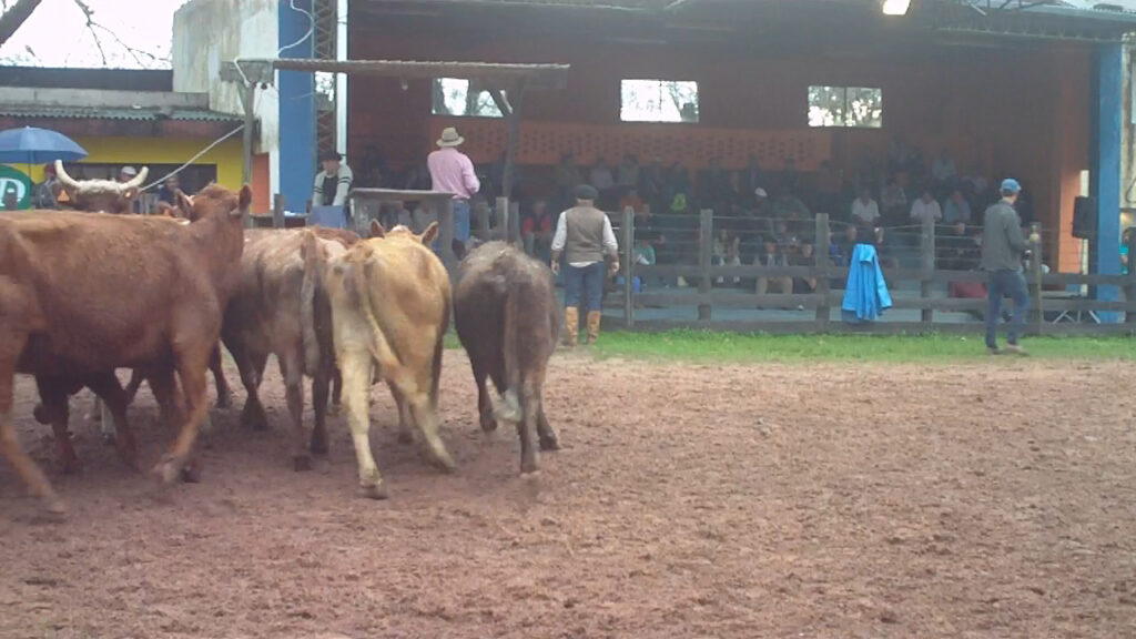 imagen de gandos en la pista de la rural de tacuarembó, juan josé porto subió la vara de los precios 