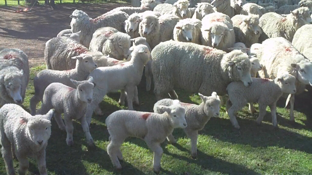 imagen de ovejas con corderos, paso casildo: vendió 700 piezas de cría lanares 