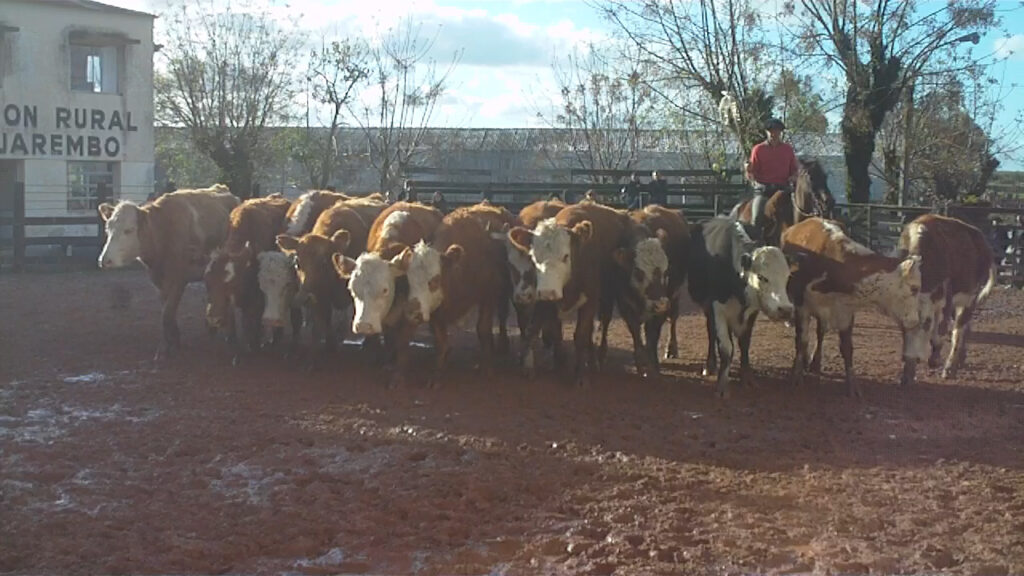 imagen de vacas en pista, walter omar gonzález: rural de tacuarembó