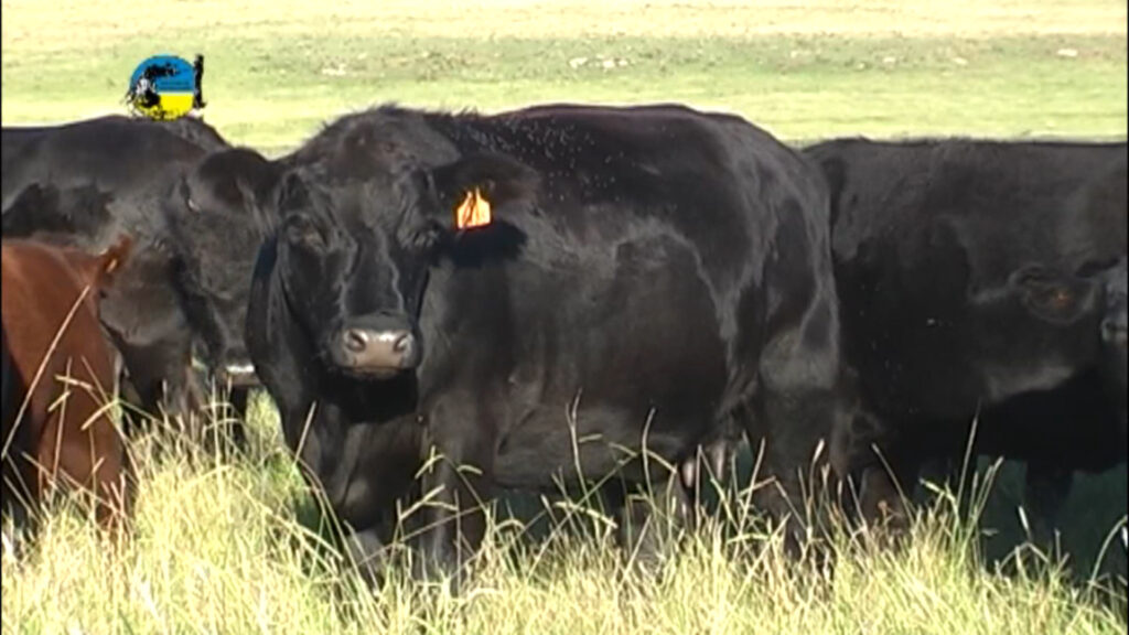 IMAGEN DE VACA GORDA, GANADO GORDO CON FLECHA PARA ABAJO