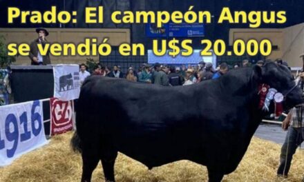 Palenque Rural: Campeón Angus en U$S 20.000