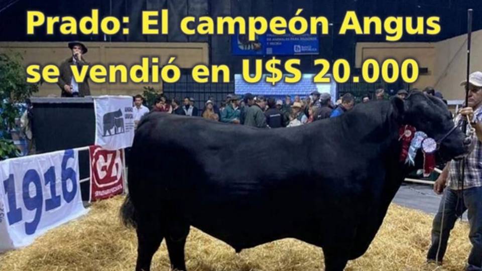 Palenque Rural: Campeón Angus en U$S 20.000