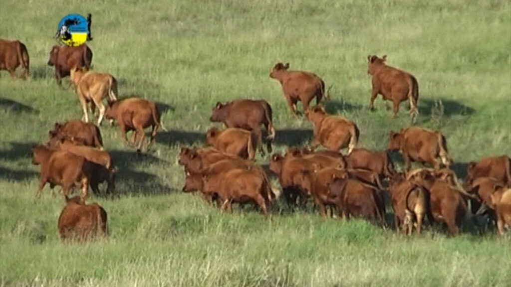 imagen de ganado en el campo, novillo mercosur: otra caída en uruguay