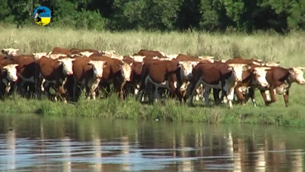 imagen de ganado en el campo, novillo mercosur: semana con bajas 