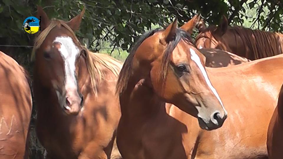 imagen de caballos, el precio del equino subió 8.7% en agosto 