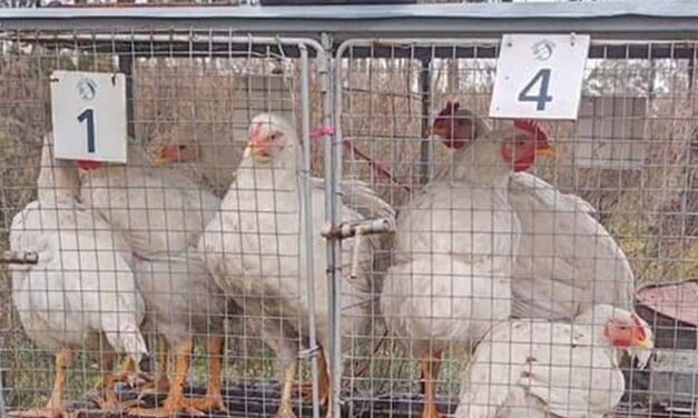 Ventas totales de Cerdos y Aves en La Pedrera