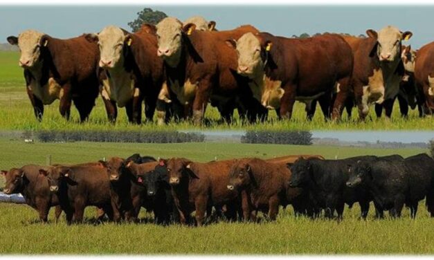Santa Clara ofrece 300 Polled Hereford y Angus