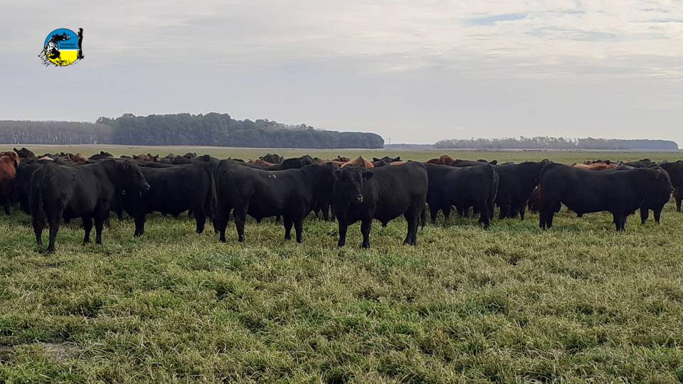 imagen de ganado en el campo, novillo mercosur: sigue el tobogán de precios 