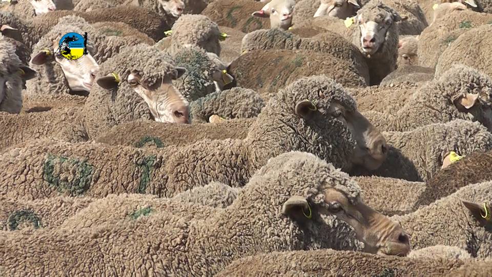 imagen de lanares, rubro ovino: exportaciones de uruguay 