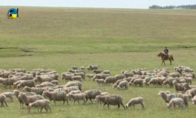Rubro Ovino: exportaciones de Uruguay