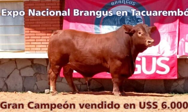 Palenque Rural: Expo Nacional Brangus