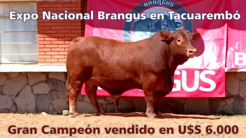 Palenque Rural: Expo Nacional Brangus